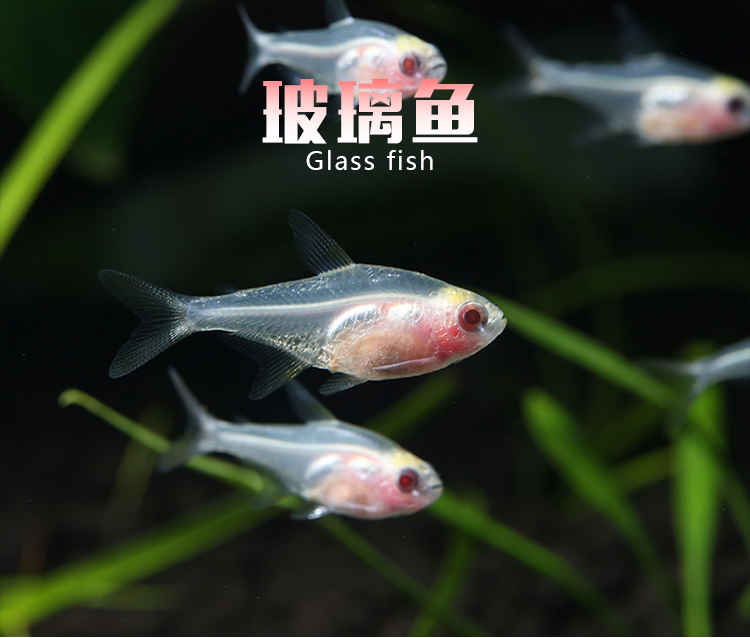 热带鱼观赏鱼群游鱼红尾玻璃鱼小型红尾水晶鱼草缸搭配群游鱼易养