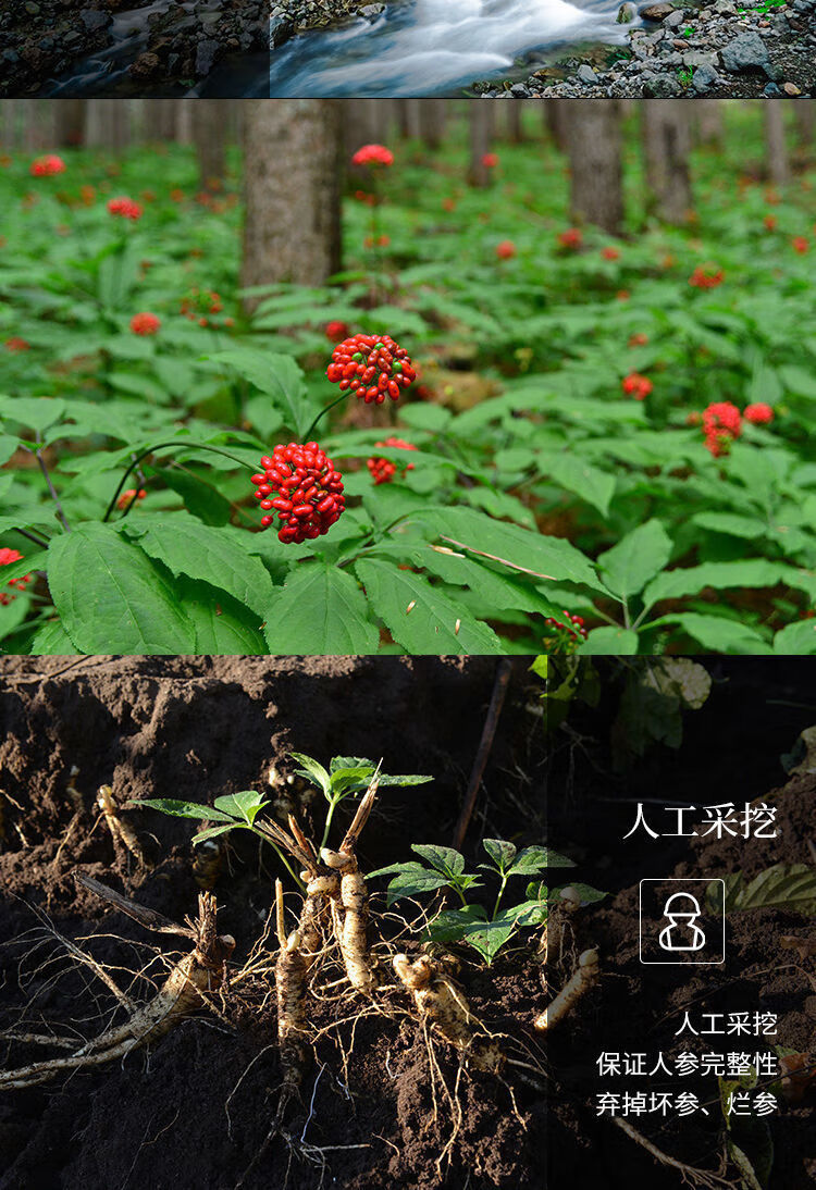 同仁堂材料东北特产长白山人参野山参鲜参煲汤泡酒人参正宗保鲜参泡酒