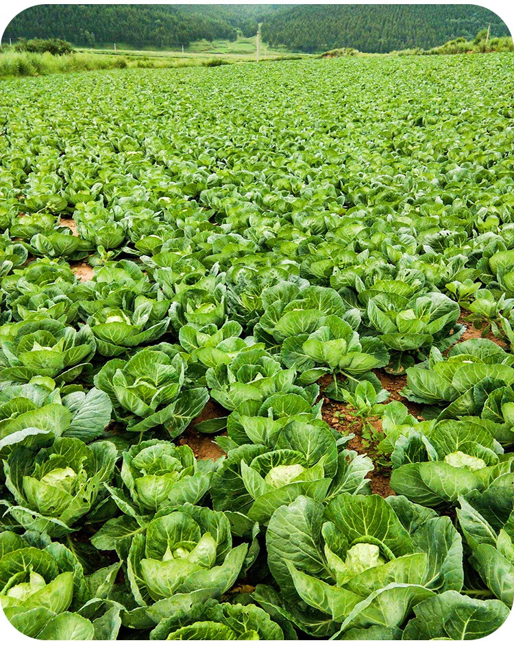 黎昕 甘藍種子種籽苗捲心菜包菜孑菜籽大頭菜牛心包心菜秧苗菜種籽種