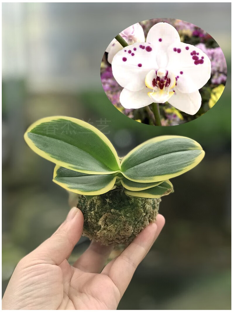 蝴蝶兰迷你金边兰花矮种金叶咖啡带花苞名贵盆栽花卉植物花苗兰草 黑