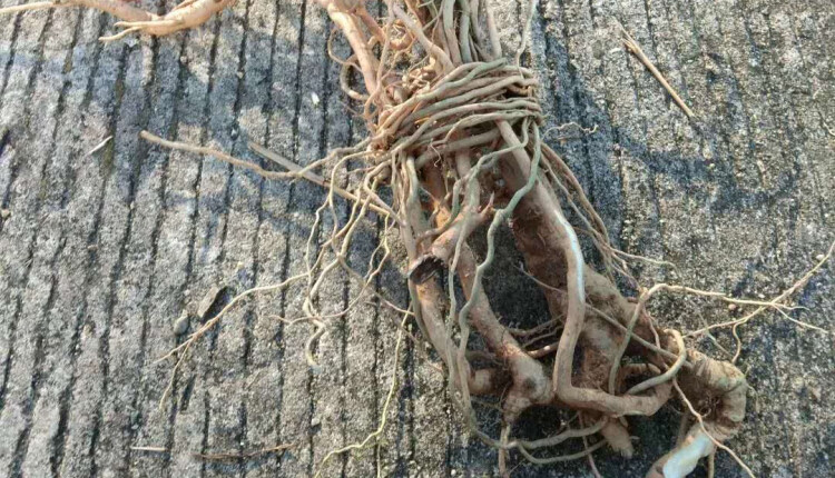 观音串 倒吊黄根 纯根 黄花倒水莲倒吊王根农村采挖500克无硫干品