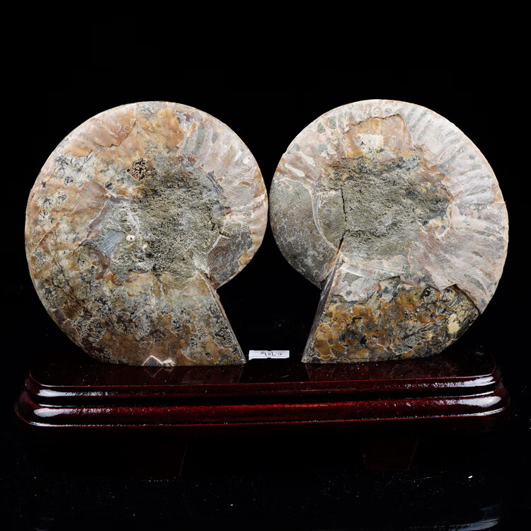 天然玉化菊石 天然玉化斑彩螺化石标本菊石菊花螺开业乔迁祝福水晶