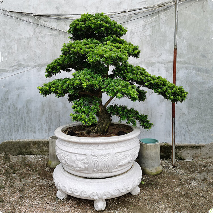 德骊嘉大型罗汉松园艺盆景树桩盆栽植物四季常青绿植庭院台湾金钻迎客