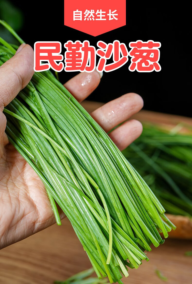 沙葱新鲜甘肃民勤特产现摘新鲜蔬菜农家自种小葱民勤沙葱5斤 1000g