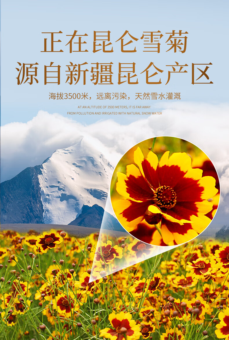 伟博 高品质昆仑山雪菊新疆天山雪菊胎菊花茶泡水散罐装养生茶100g