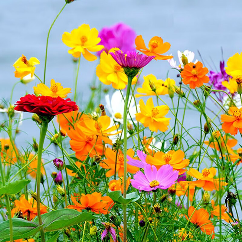 波斯菊花种子格桑花种籽子四季开花易活花籽庭院室外花卉种野花组合