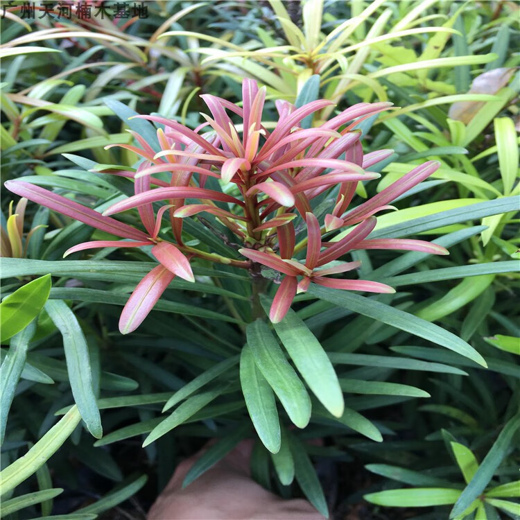 四季红芽罗汉松 海岛罗汉松苗 盆栽罗汉松 盆景造型树 庭院常青树th4