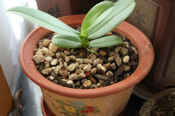 蝴蝶兰花苗盆栽室内观花植物阳台花苗带盆栽好君子兰花盆栽 四季开花