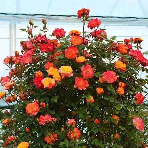 多彩色变色龙藤彩虹 藤本月季花苗庭院爬藤月季植物四季蔷薇开花 藤