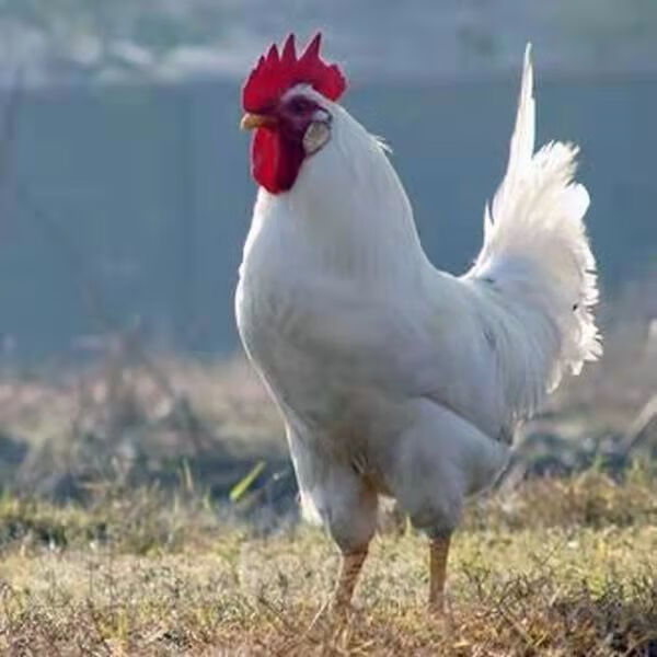 正宗纯白无杂毛大公鸡活的 白毛大公鸡药引子专用活鸡包活到家 3斤重