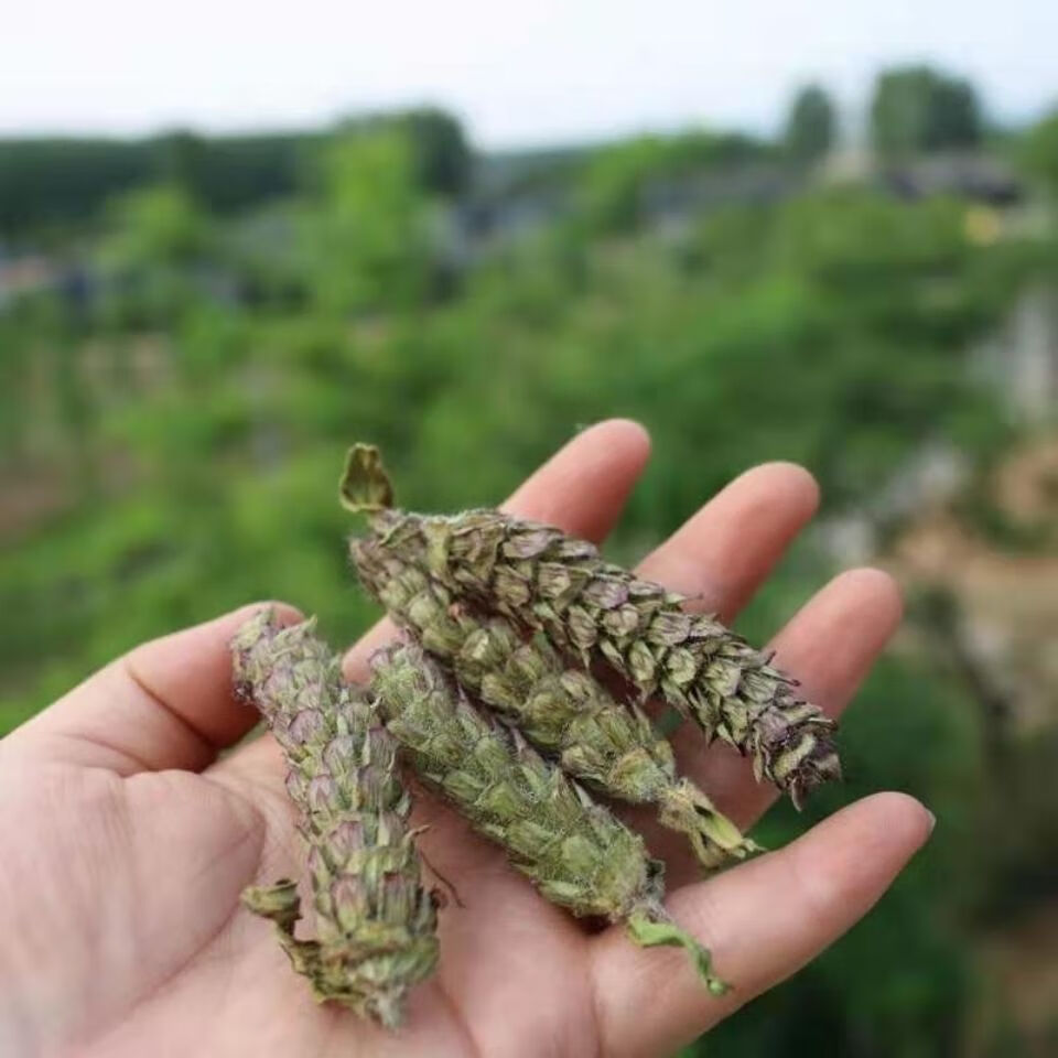 野生夏枯球无硫夏枯草夏枯球中药草白毛大头花清凉散结内廷上用 野生