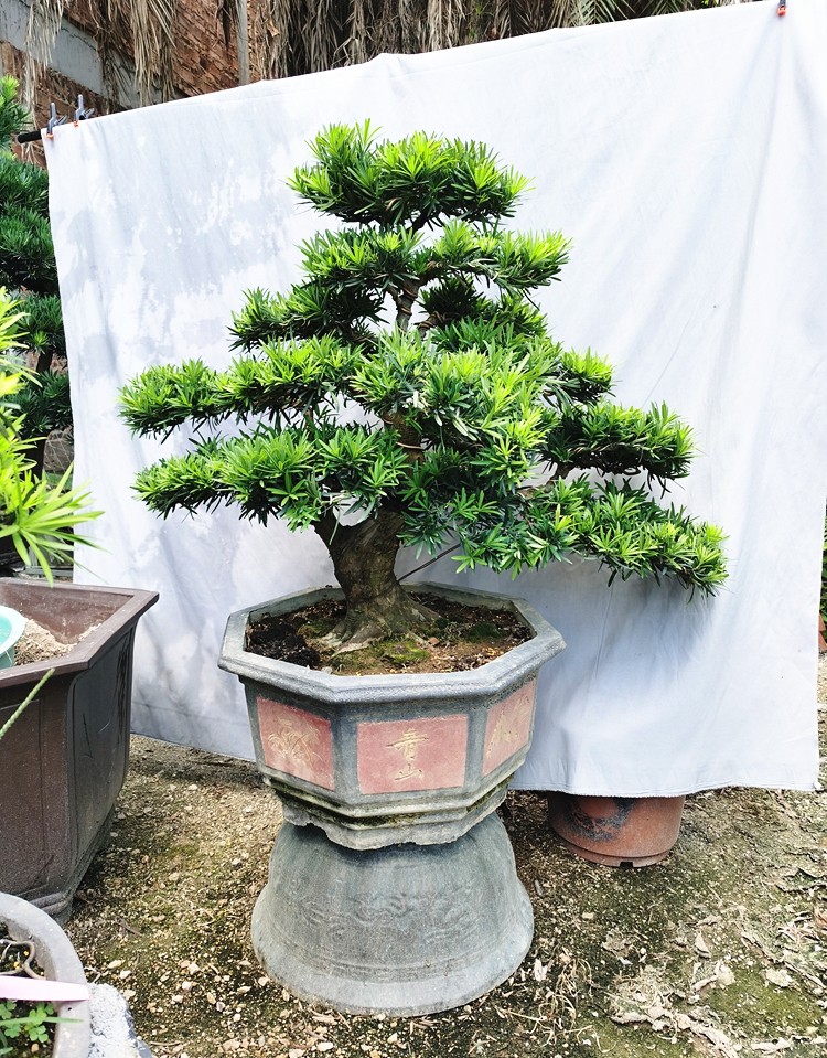 樹樁盆栽植物四季常青綠植庭院臺灣金鑽迎客松懸崖式小葉羅漢松含盆