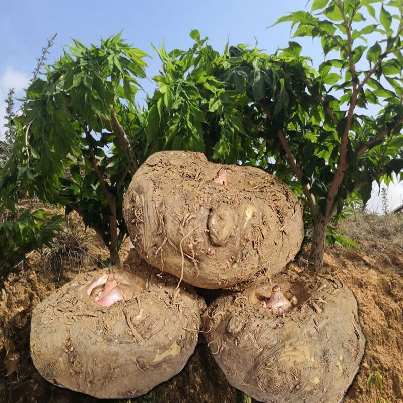 现货云南农家自种新鲜魔芋5斤魔芋头魔芋豆腐原料野生魔芋非种子 5斤