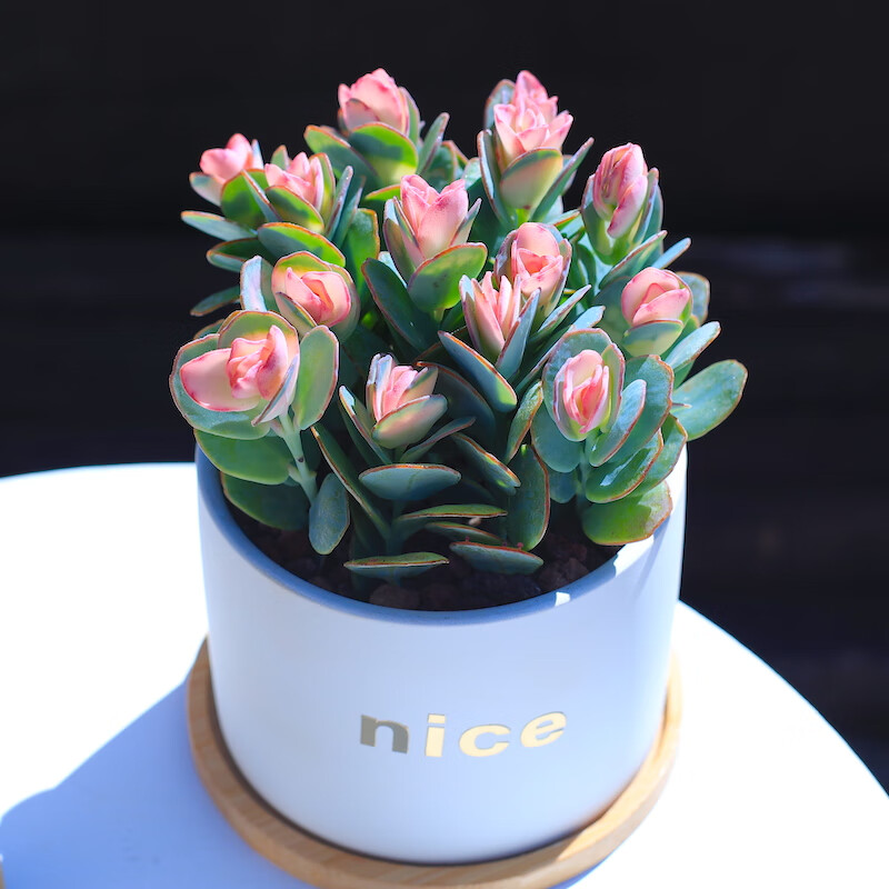 贝壳锦多肉植物粉色白姬之舞花卉盆栽含花盆带土栽好成品桌面组合
