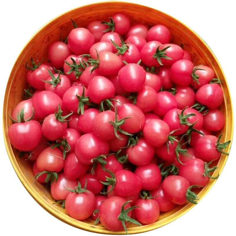 阳台盆栽粉贝贝粉圆樱桃小番茄种子种柿子圣女果蔬菜种孑 粉贝贝 简装