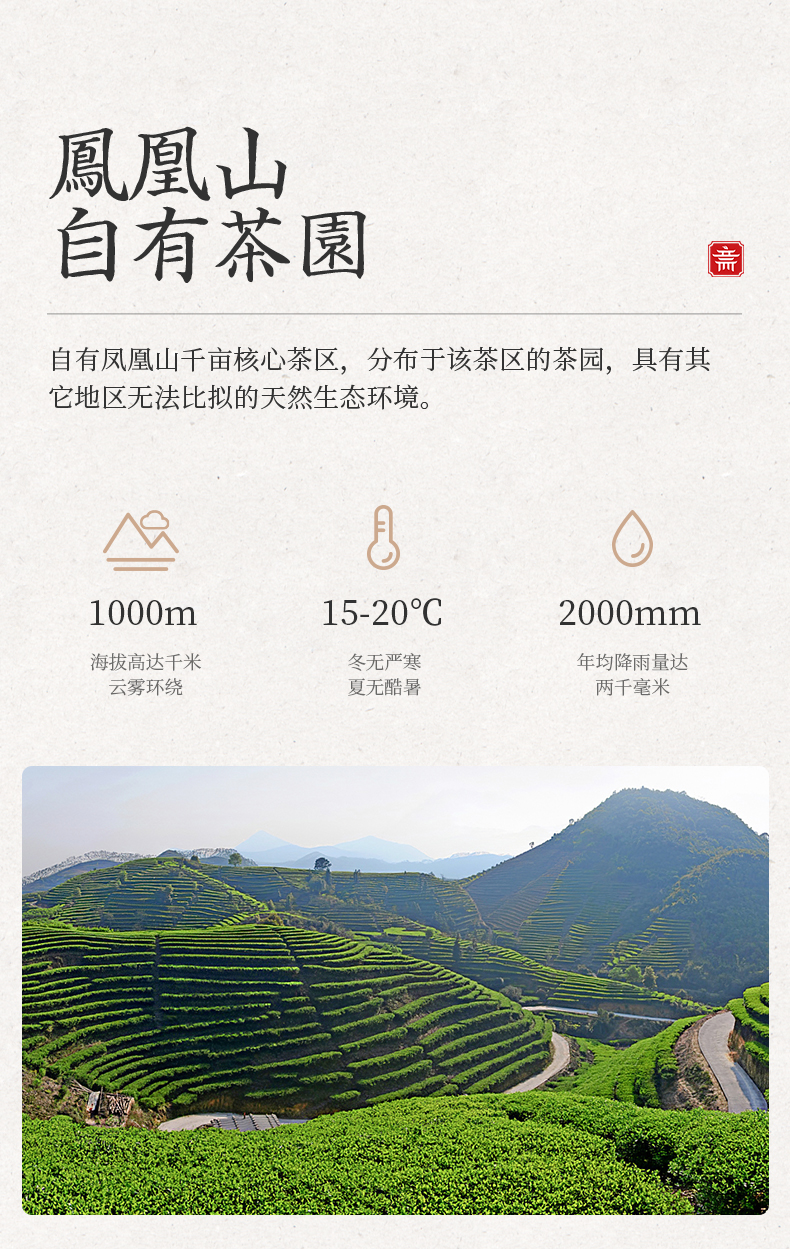鸣馨斋新茶上市单丛茶高山单从茶叶潮州凤凰单枞茶烘焙地道潮州凤凰单