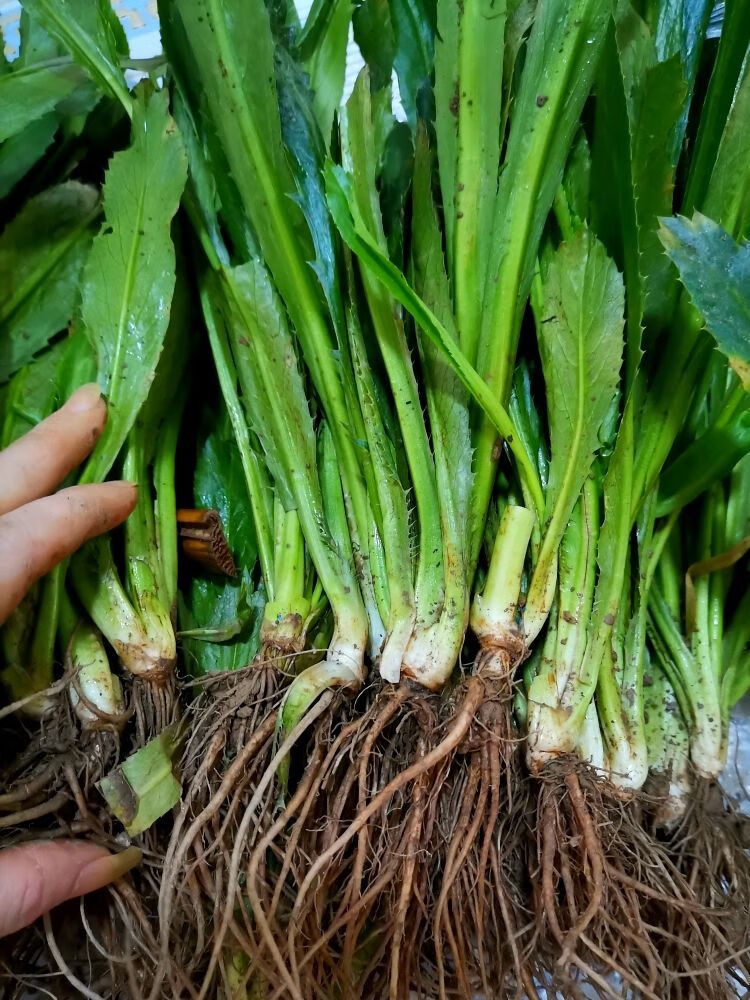 1斤带根老缅芫荽可种新鲜有根大香菜刺芹货量少精品蔬菜100克500克