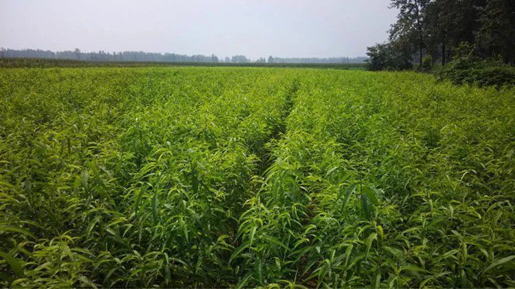 无锡阳山水蜜桃阳山桃苗桃子树苗嫁接桃苗适合南方北方果树苗 3年苗