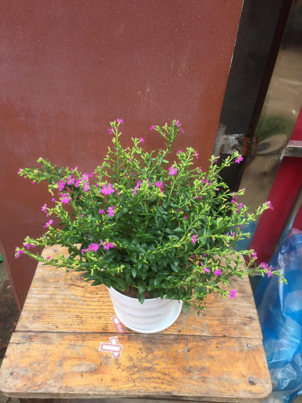 满天星观花盆栽绿植盆景庭院花苗雀花四季细叶萼距花紫雪茄花 满天星