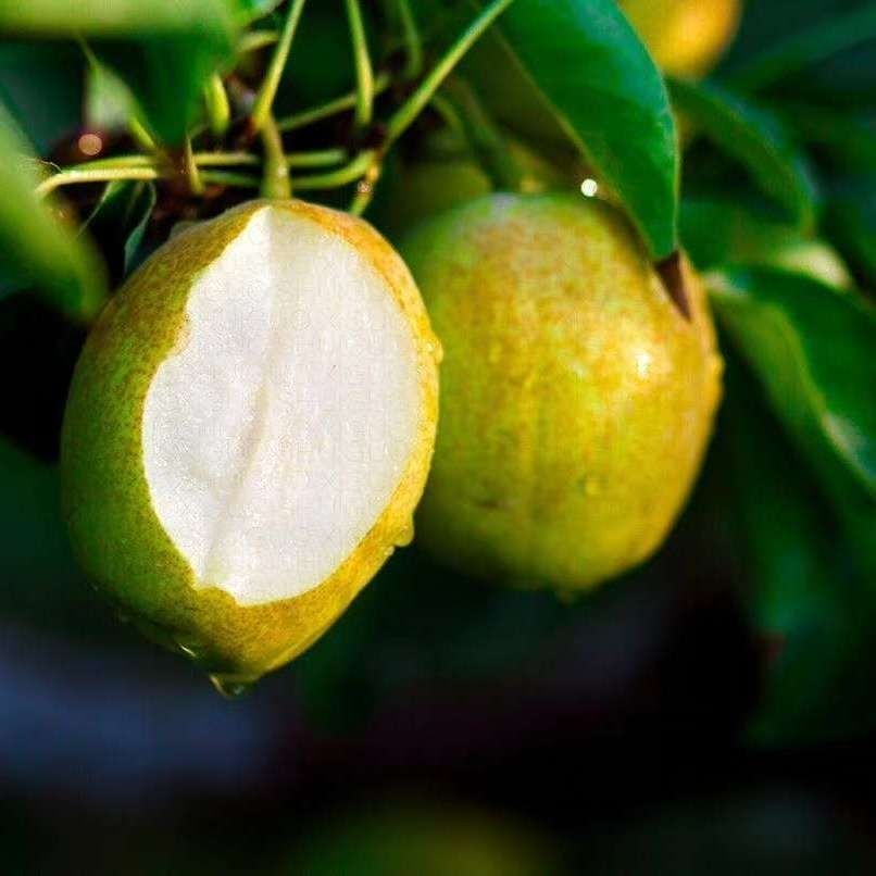 精选现发新疆当季新鲜孕妇水果10一14斤全母梨甜小梨子一级单果80100