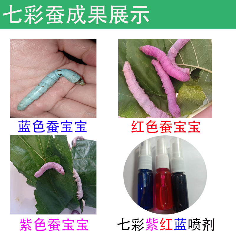 柒悦栖蚕宝宝学生养蚕套装蚕籽彩色蚕宝宝卵活体七彩金丝春蚕卵新鲜