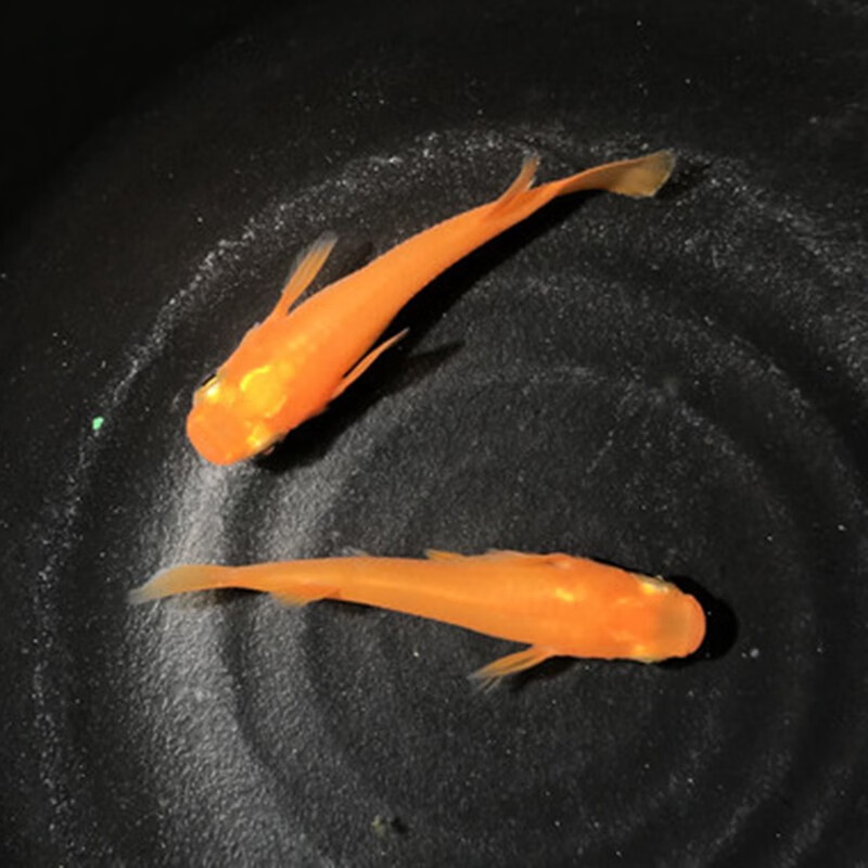 jypet观背青鳉 冷水观赏鱼 魔法鱼 匠鱼 小型锦鲤金鱼 白星河2条1-2cm