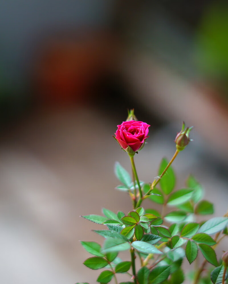 日本迷你月季紫咲须惠姬阳台花卉桌面小盆栽绿植迷你文艺范鲜花