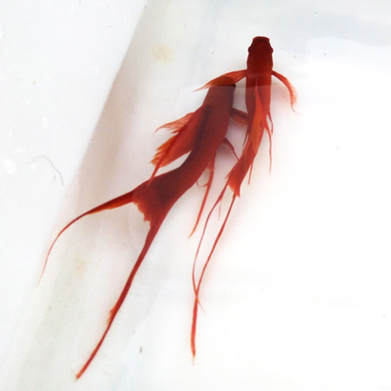 jypet高鳍红箭鱼观赏鱼高鳍红剑鱼淡水热带鱼活体鱼苗 高鳍刀公 母