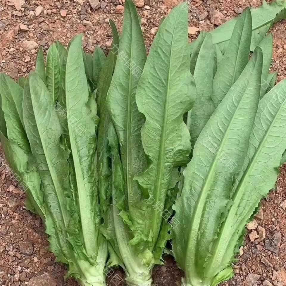 【火锅配菜】云南蔬菜新鲜绿色青菜白菜娃娃菜生菜红皮土豆油麦菜