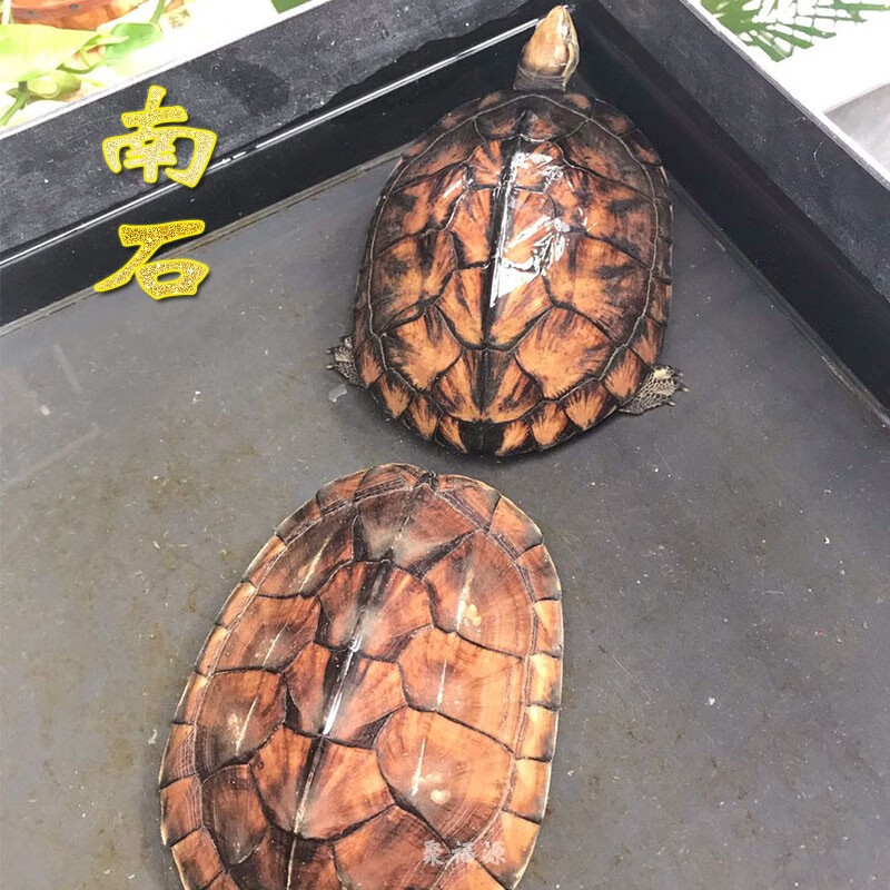 【招镇风寿】纯种石金龟 南石福龟 越南石龟活体 黄金龟 乌龟活体 金
