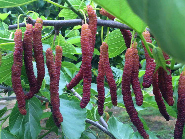 桑葚苗树苗长果桑果苗嫁接苗南北方种植四季大果桑苗当年结果 中国黑