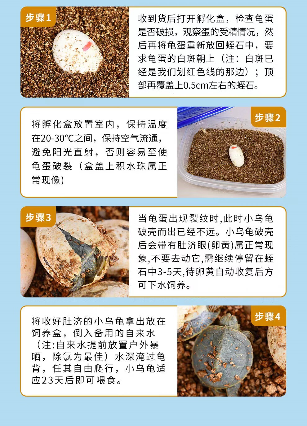 小乌龟蛋可孵化学生迷你活体宠物蛋受精蛋可孵化便宜龟蛋花龟种蛋