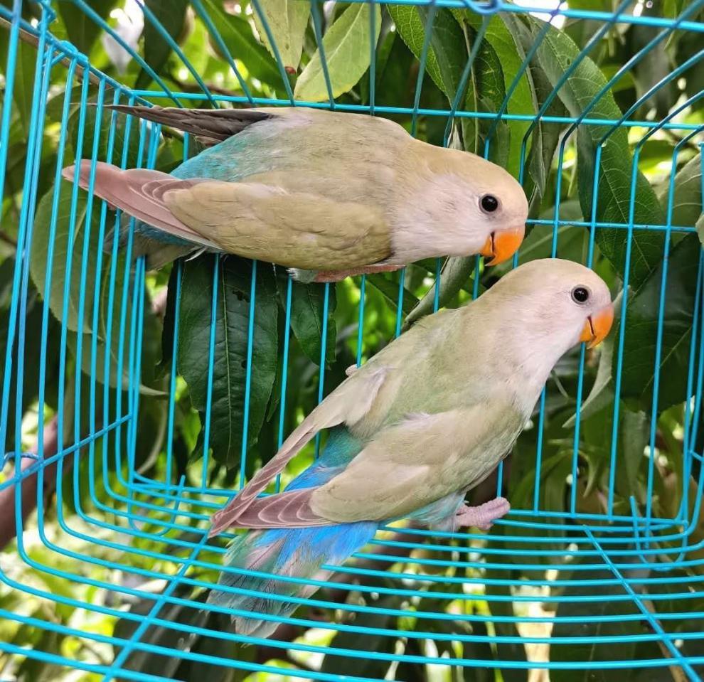 kjhgf鹦鹉活鸟合法桃脸牡丹鹦鹉黄桃绿桃鹦鹉中小型手养鸟学说话爱情