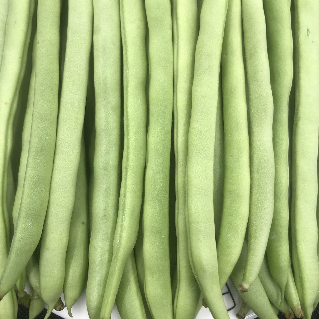 48小时发货新鲜脆嫩广东四季豆现摘现发无筋豆应季蔬菜批发嫩豆芸豆