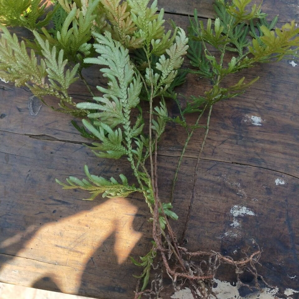 伟博伟博石上柏新鲜干货石柏江南卷柏深绿卷柏中药材龙鳞草金龙草500g