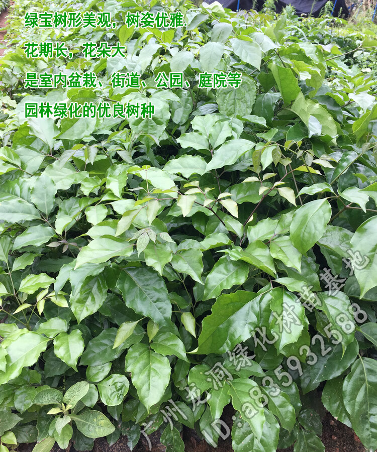 花姬海南菜豆树室内盆栽绿宝树苗幸福树小苗常绿美观植