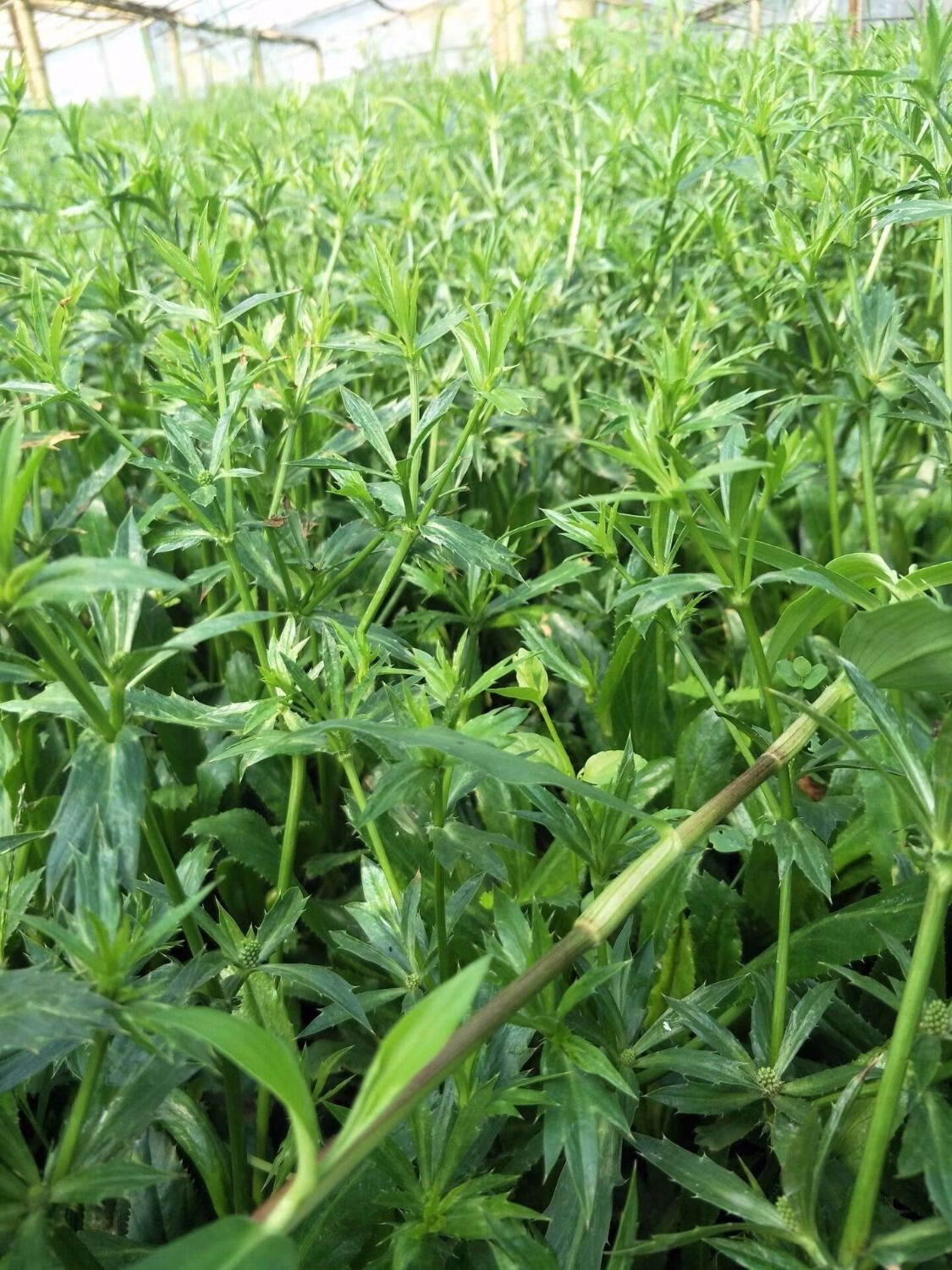 云南野菜大芫荽 新鲜大香菜 香菜种子 假芫荽 刺芹苗 缅芫茜半斤 试吃