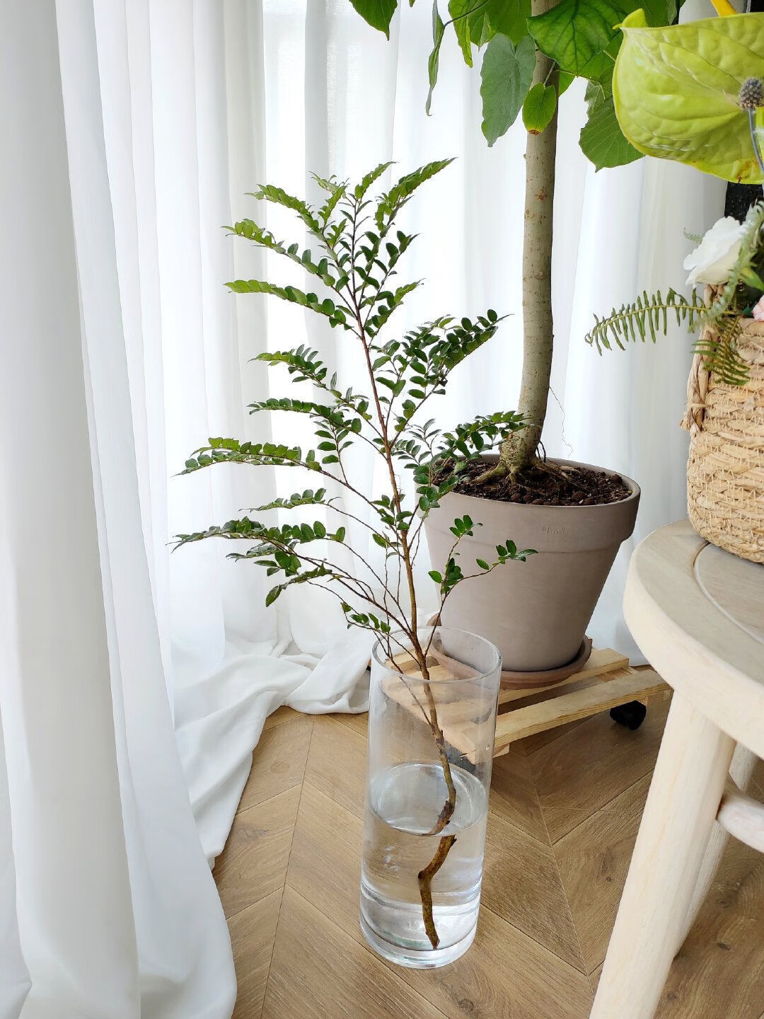 水培马醉木吊钟鲜切枝懒人室内客厅装饰绿植平替植物美男树北欧风100