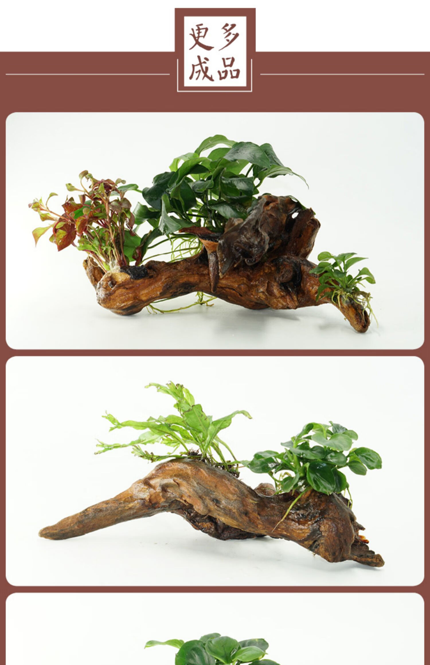 鱼缸沉木造景枯木头大小号树栖根杜鹃根木水草缸莫斯树森林微景观西瓜