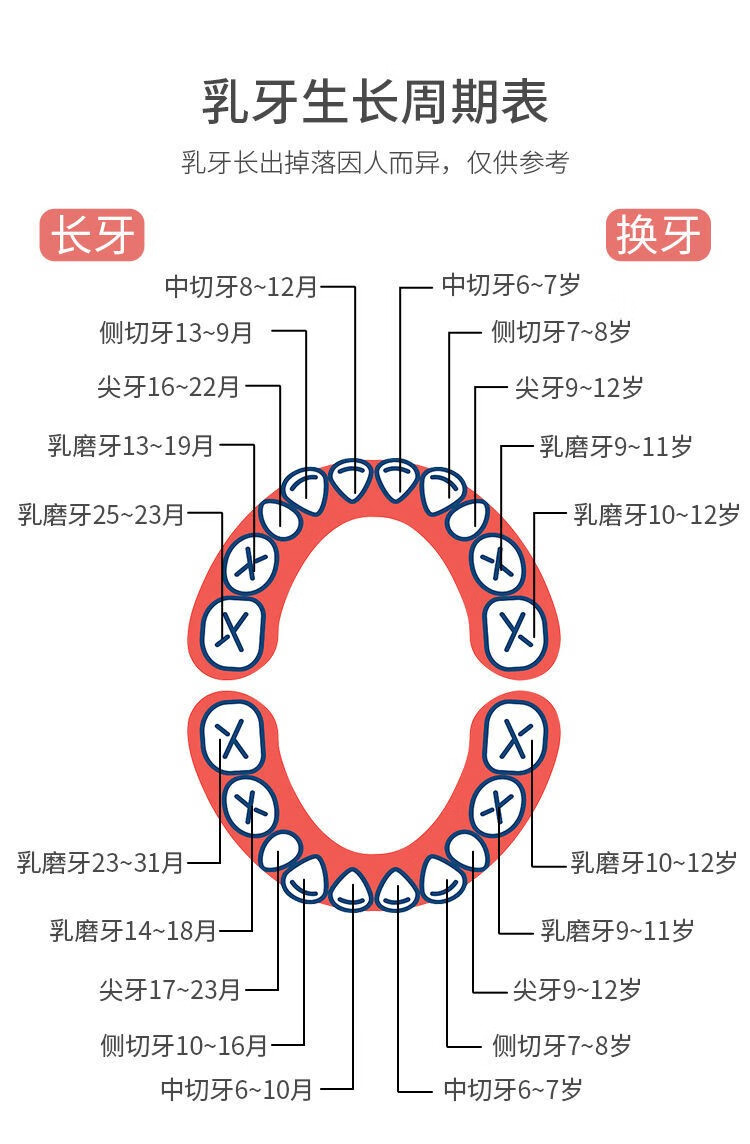 婴儿牙齿名称图片