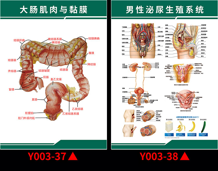 y003-6 泌尿系統示意圖 kt板(有包邊 立體感強) 24寸(40*60cm【圖片