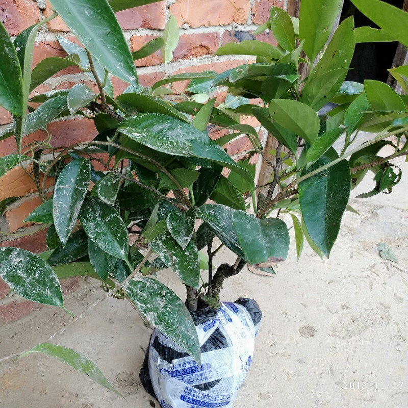 黑老虎老树熟桩 布福娜老树桩苗盆栽绿植带土杯发货 6棵一年苗高30-40