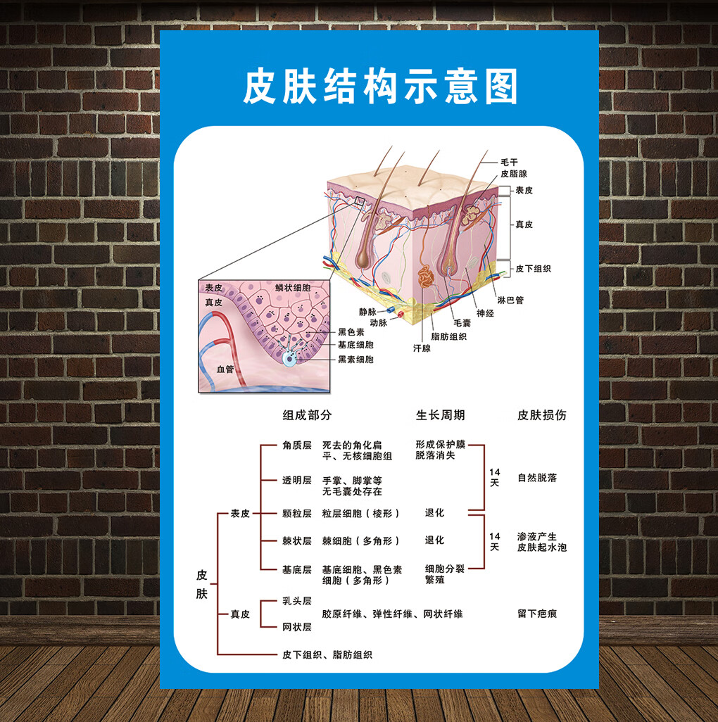 皮肤结构示意图02 相纸(厚/背面无胶) 70*105厘米=40寸【图片 价格