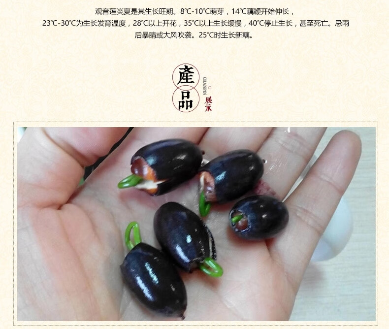 2020【四季开花】碗莲种子套装水培植物四季种植荷花睡莲种子水莲花