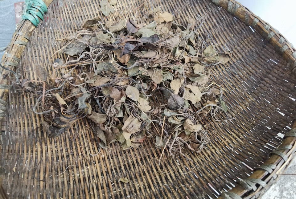 秦岭野生正宗紫背鹿含草天葵秋海棠散血子红叶马蹄鹿衔草500g干货250g