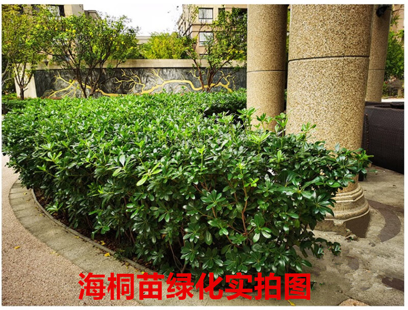 海桐树苗海桐球形庭院园林绿化工程苗木篱笆围墙植物小苗四季常青 60