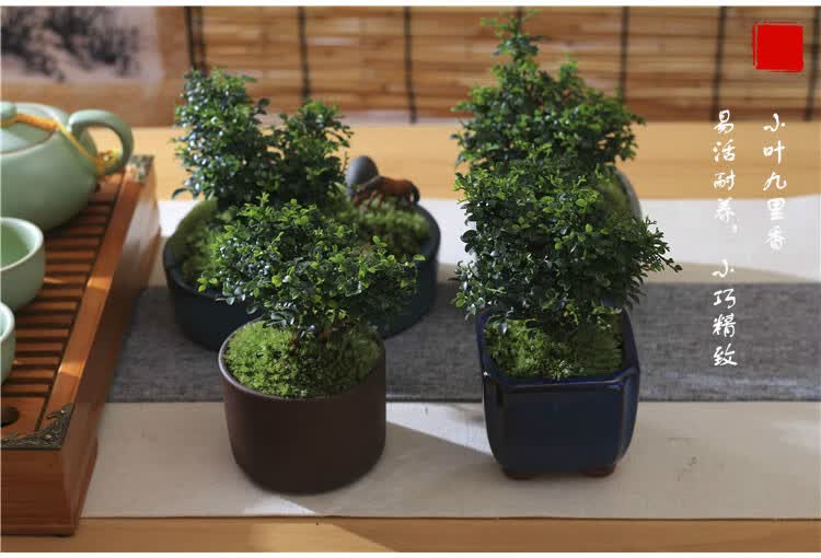 台湾达摩小叶九里香苔藓微盆景米叶九里香茶几办公室桌面迷你盆栽h
