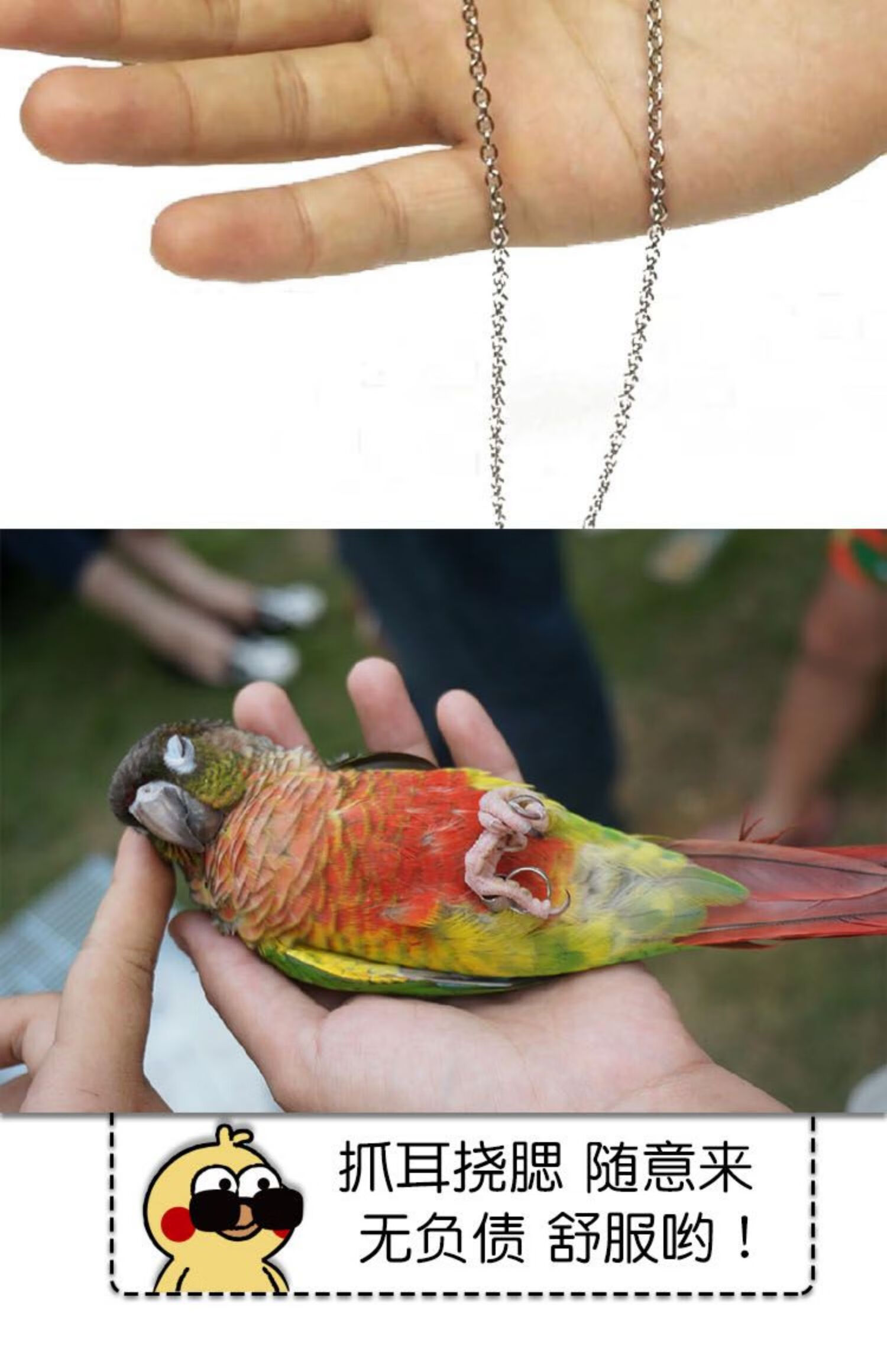 不锈钢鹦鹉脚链虎皮牡丹玄凤八哥鹩哥鸟站架开口脚环用品用具拴鸟浅