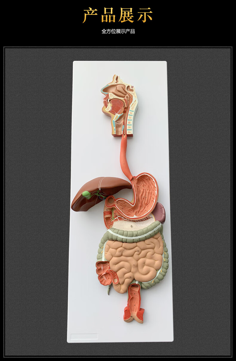 人体消化系统模型 消化道胃冠状剖面 鼻咽喉 大小肠 胃解剖模型【图片