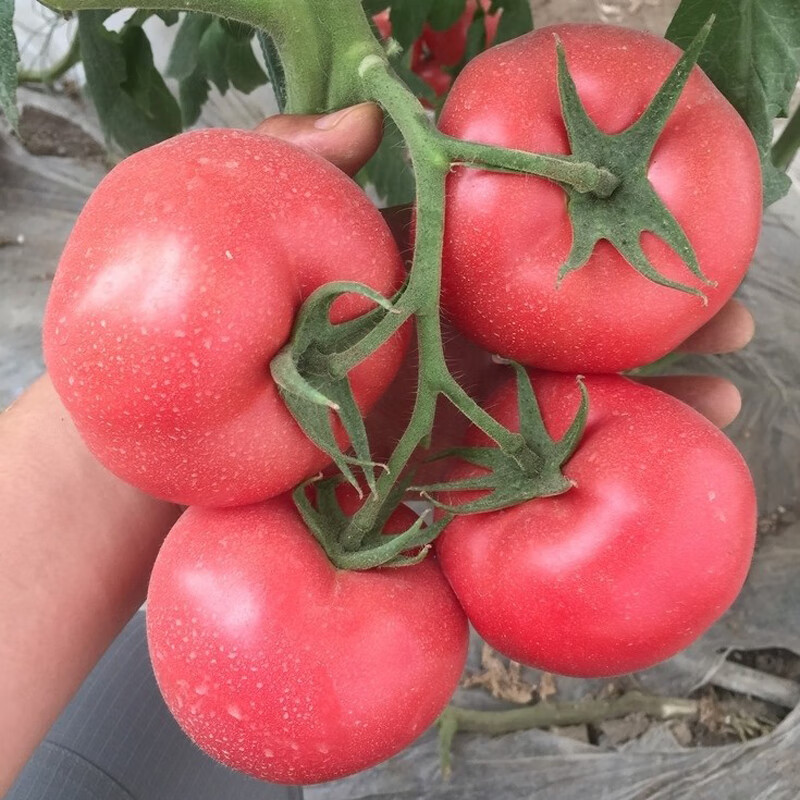 西红柿种子粉红果大果型杂交大田基地用丰产硬度好耐运输蔬菜种子 毛